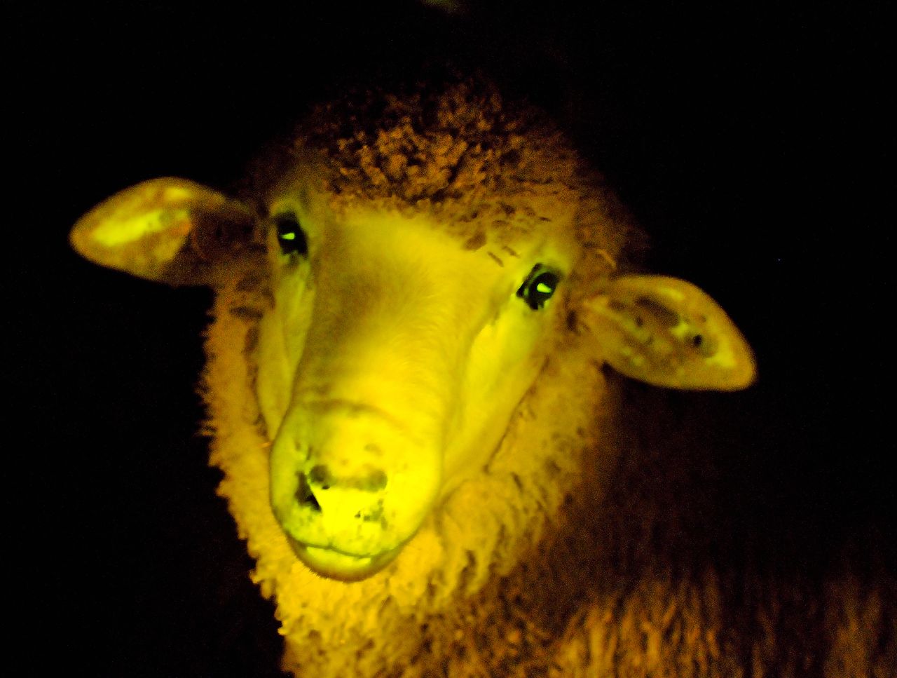 Scientists in Uruguay announced that they had genetically modified sheep such that the animals glow green in ultraviolet light.