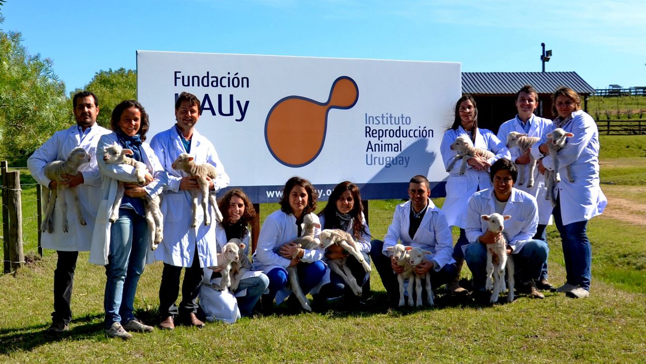 Researchers at Uruguay's Animal Reproduction Institute and the Pasteur Institute of Montevideo partnered in this endeavor. They say this is the first time in Latin America that transgenic sheep have been created. 