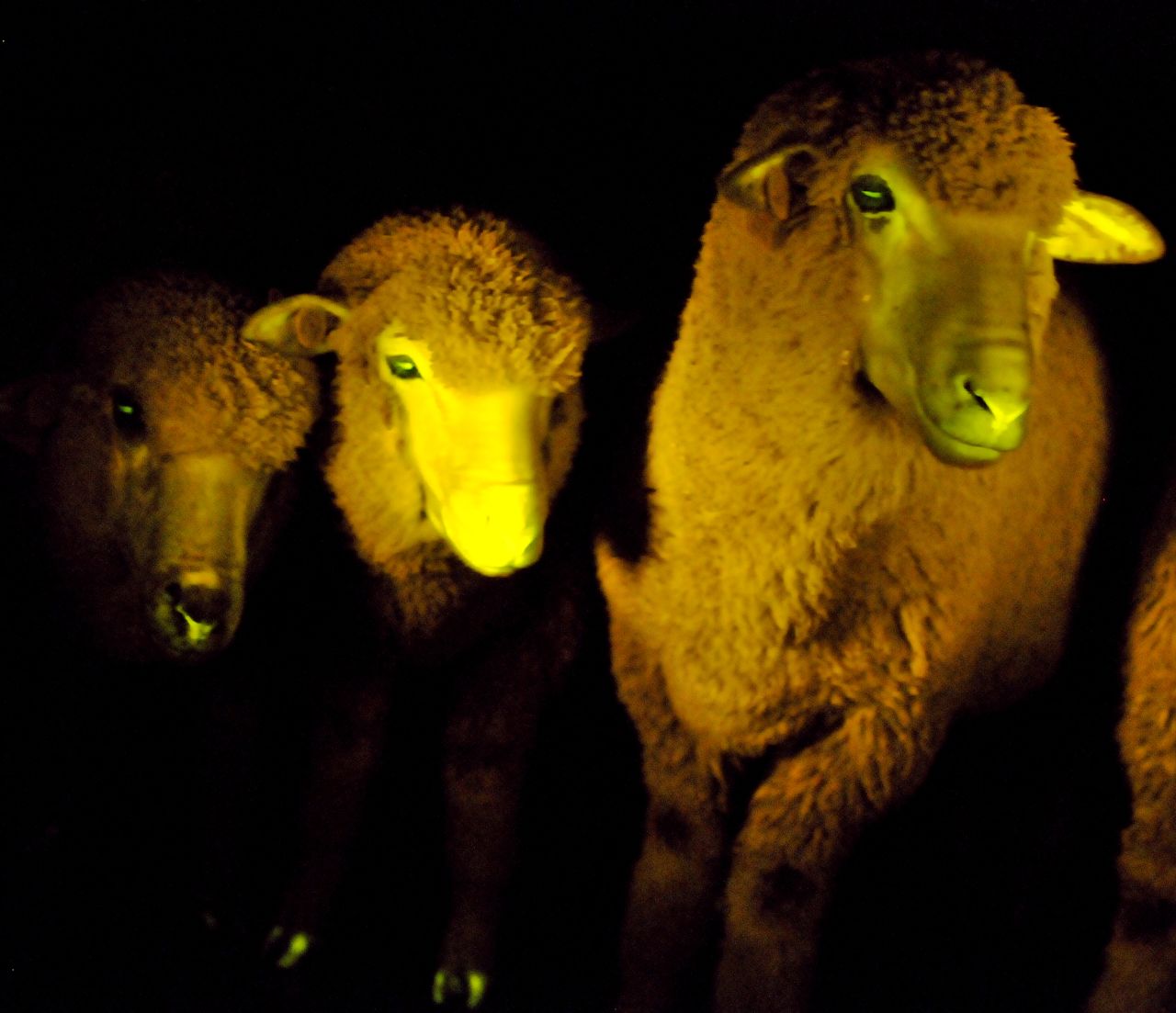 In total, nine lambs were born with this genetic modification. They are now 6 months old and in perfect condition, researchers said. These lambs look like regular lambs except that they glow when exposed to ultraviolet light, the scientists said. 