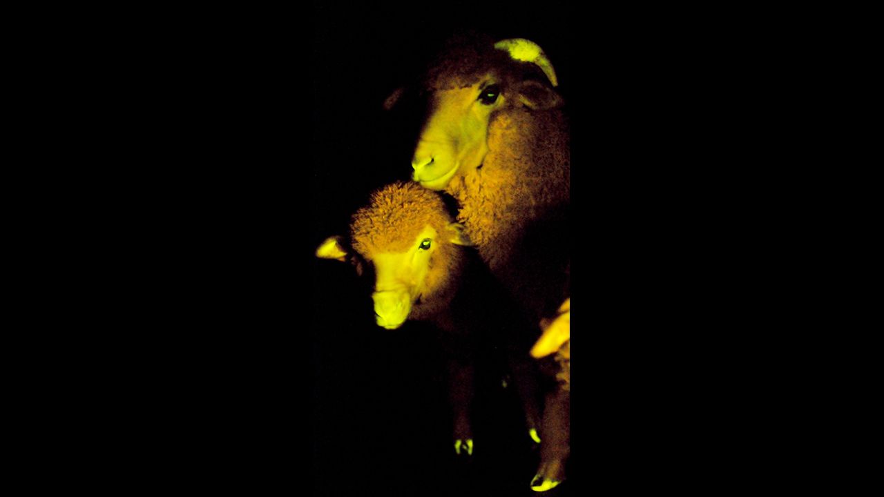 Scientists used the gene of a jellyfish that produces a protein associated with a green fluorescent color in that species. They produced sheep embryos using in vitro fertilization and then injected the embryos with the jellyfish gene.