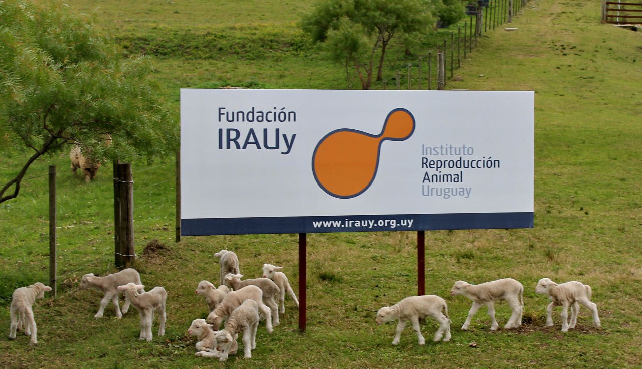 Now that this technology has been shown to be successful in Uruguay, it can be used for other genes of interest to scientists and to human health, researchers said.