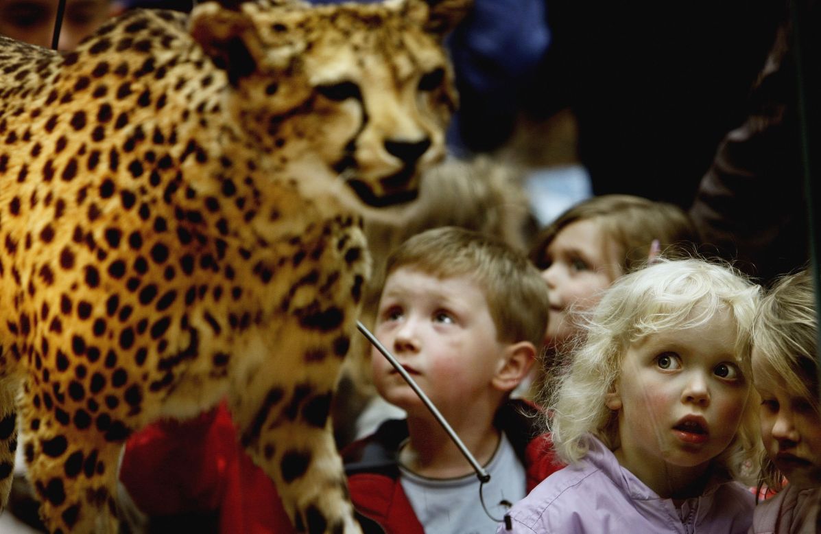 Extreme Athletes - the Cheetah - Fun Kids - the UK's children's