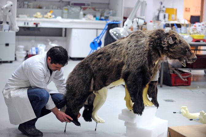 "In keeping the memory alive, people go into the museum and read the story and become fascinated with it, and perhaps find a respect for a creature they wouldn't otherwise know about. On the other hand, you've made this heroic character into an object for display and there is an element of disrespect in that," said Poliquin. 