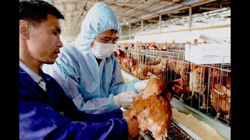 4-year-old H7N9 Bird Flu 'carrier' Worries China | CNN