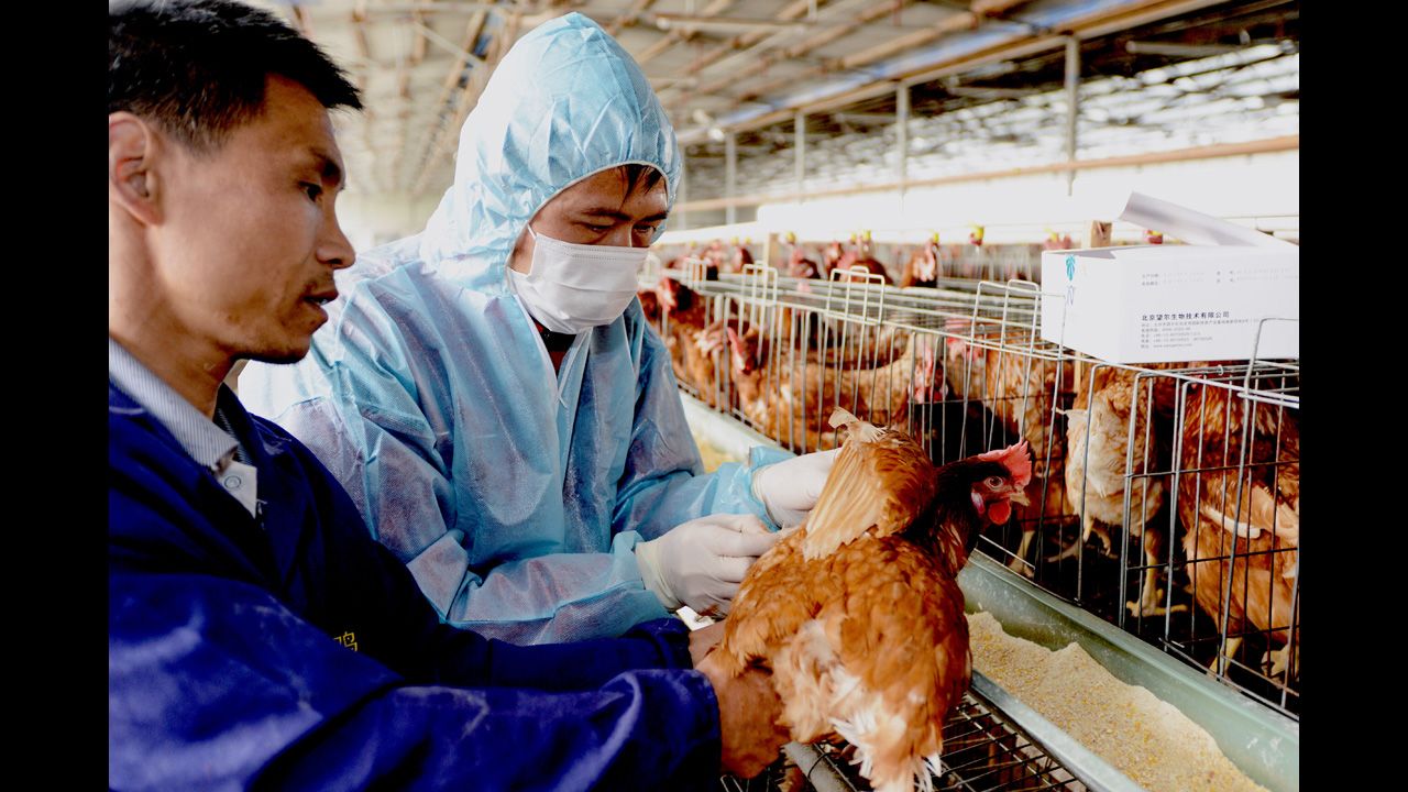 Disease control workers examine a chicken in a poultry farm in Fuqing on April 26.