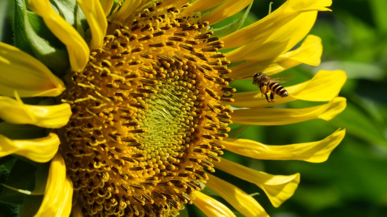 A bee harvests nectar on a sunflower as temperatures soar into the 90s on Saturday, April 27, in Quezon City, Philippines. 