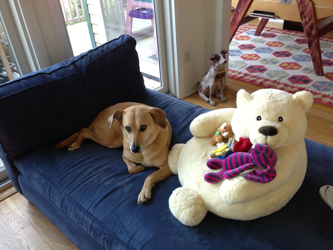 Dog Lemon gets used to a babycentric house