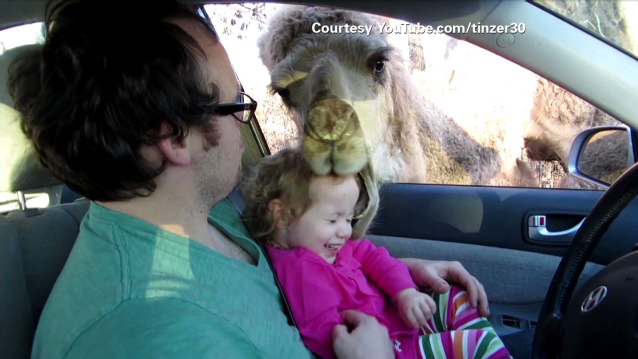 Camel eats treats, then goes for kid