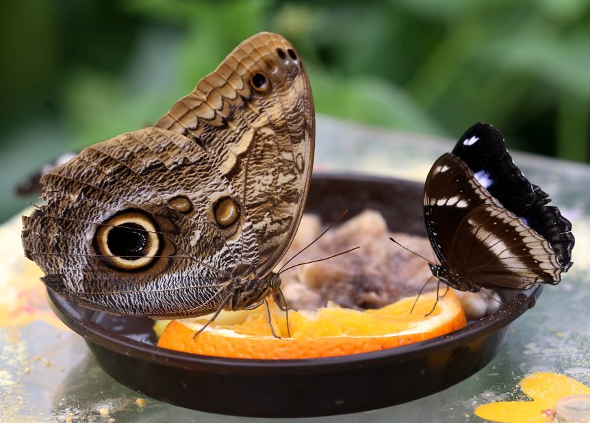 An owl butterfly (L) and a great eggfly sit on an orange slice at the tropical house of the zoo in Krefeld, western Germany, on April 29.  