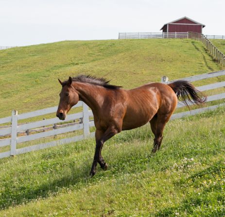 Four Wheel Driver, one of the older mares, enjoys a run at the James River Chapter.