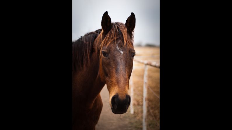Once considered an unlikely candidate for adoption because of his injuries incurred on the track, ex-racehorse Watson (formerly Wooden Phone) is now enjoying a new life with owner Suzanne Minter. She adopted him while working at <a href="http://lopetx.org/" target="_blank" target="_blank">LOPE Texas</a>, a thoroughbred rehab and adoption farm. 