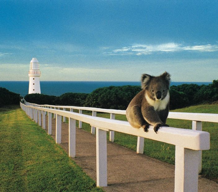 A koala checks out the view from Australia's Cape Otway Lightstation. Built in 1848, the lighthouse, on the treacherous southeast coast, is the oldest in the country. 