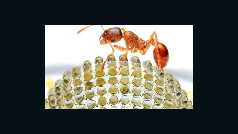 A fire ant is shown on a prototype of a new digital camera modeled after the insect's domed, multilensed eyes.