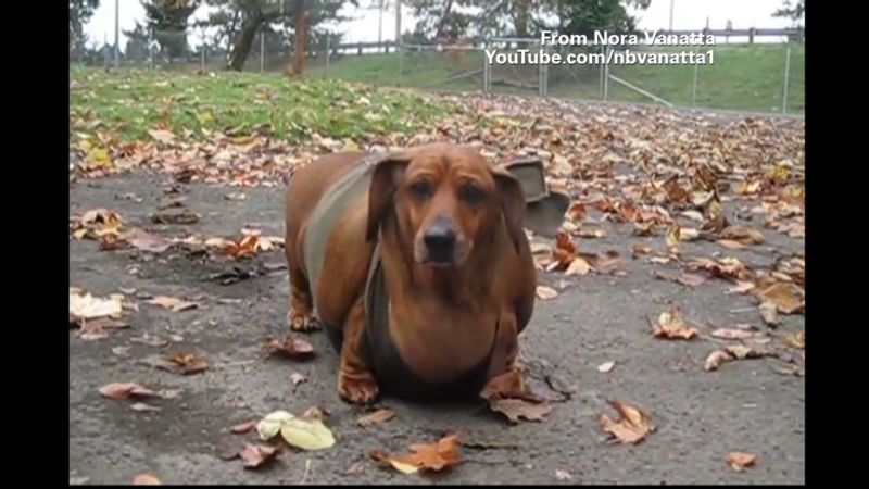 Obie the hotsell obese wiener dog