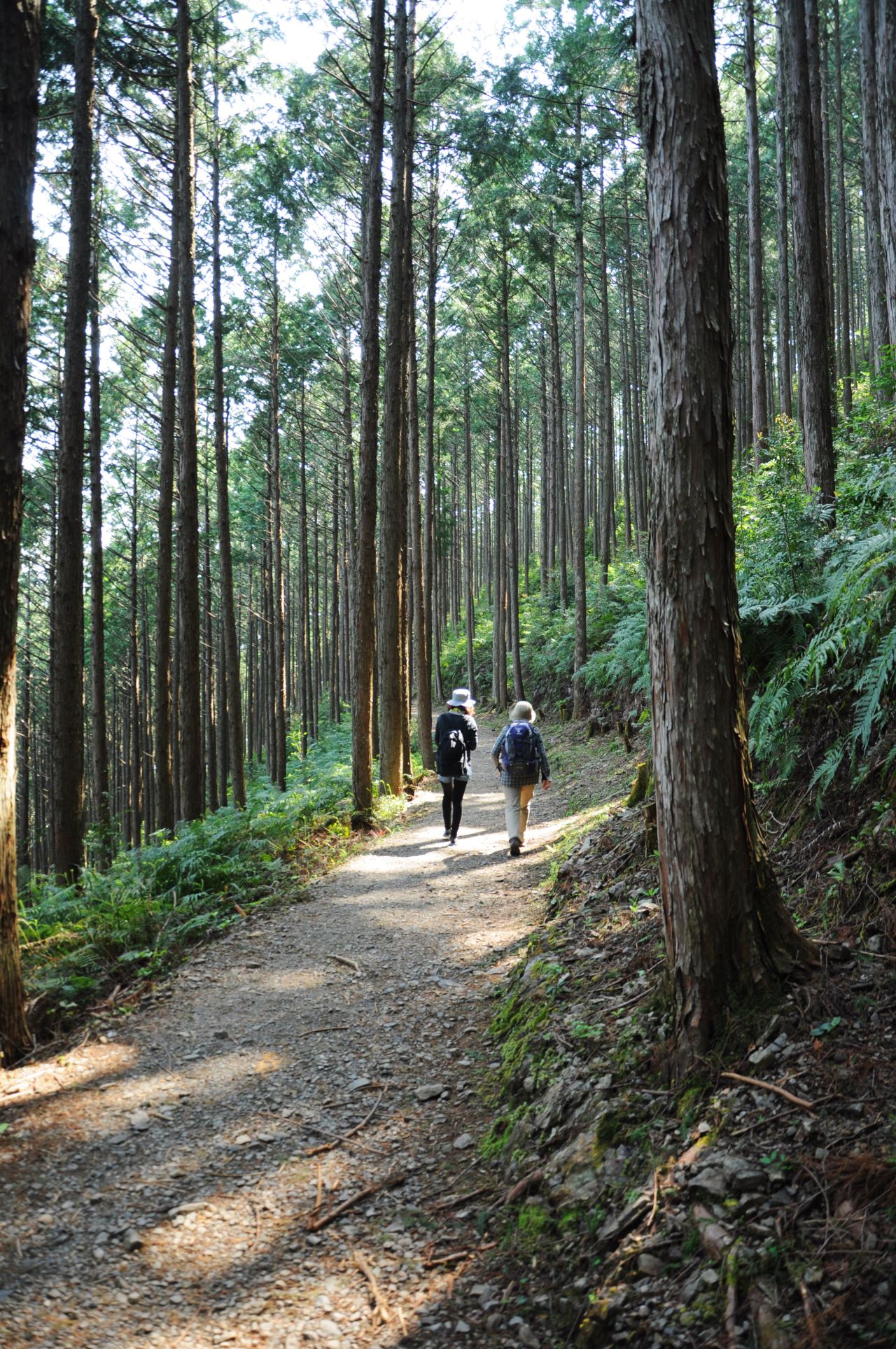 The journey between Hosshinmon-oji and Kumano Hongu Taisha is considered to be the top short walk on the Wakayama prefecture pilgrimage.