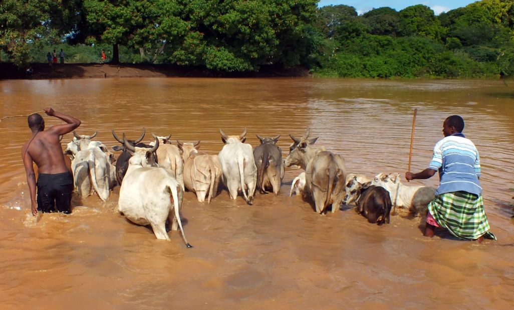 Two men drive cattle across the crocodile infested Tana River in Keny'as Tana delton on May 3. Flooding from heavy seasonal rains has killed more than 60 people and forced tens of thousands of people from their homes. 
