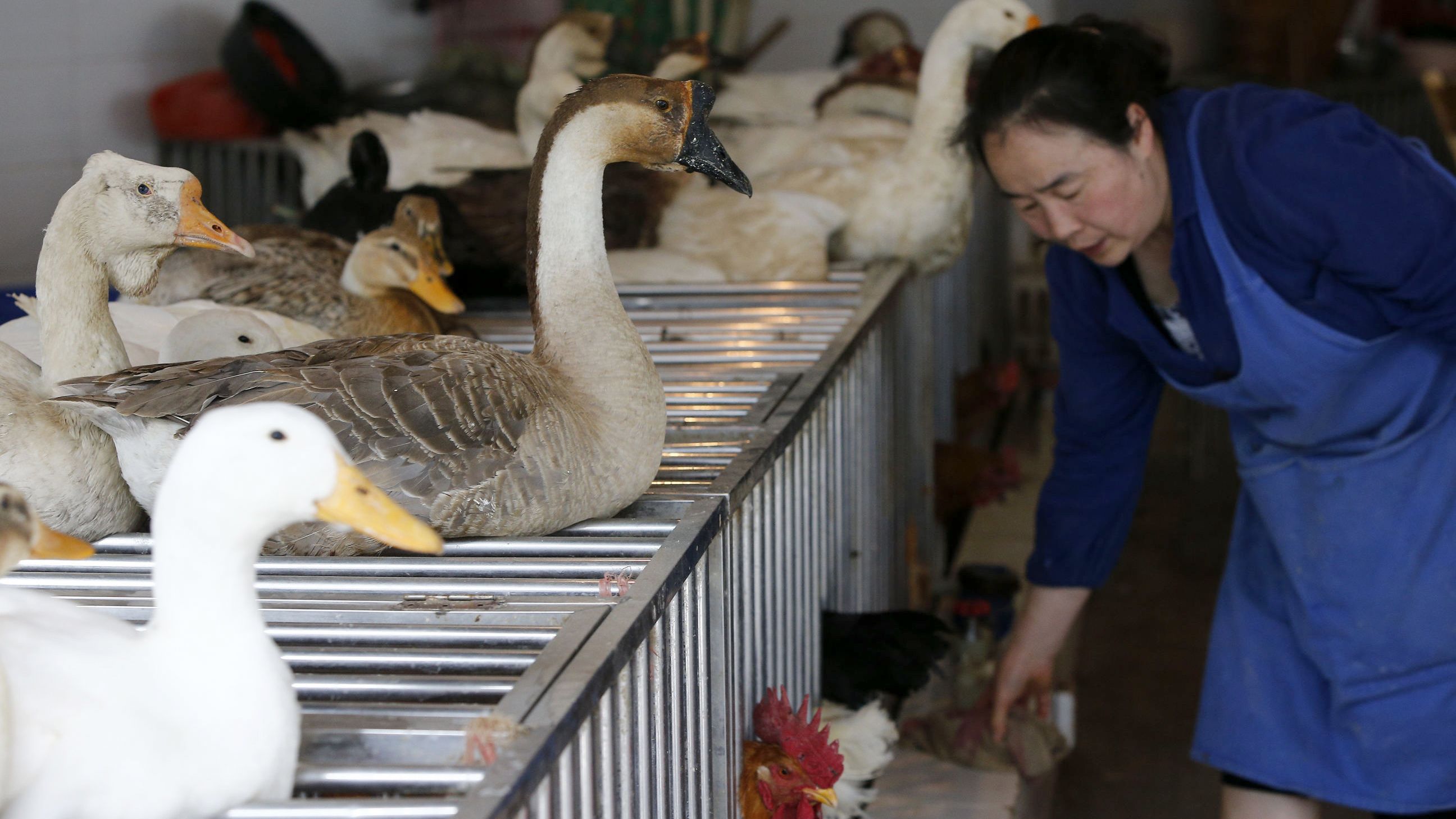 Evidence suggests that poultry markets like this one could be the primary source of human infection with H7N9, an expert says.