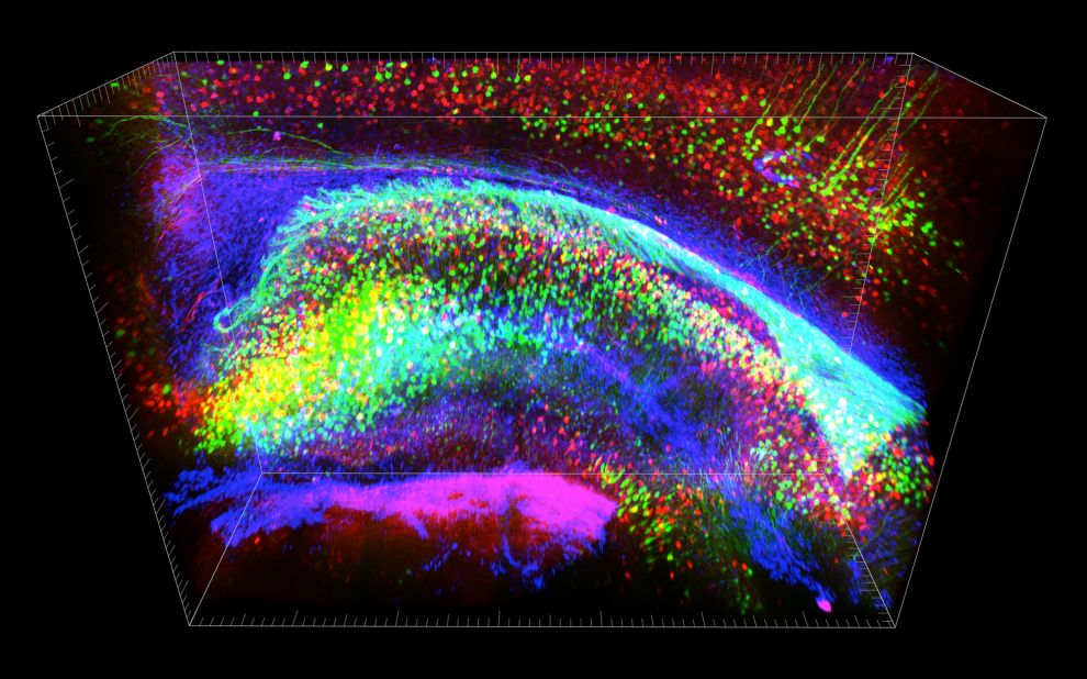 The researchers are focusing on the hippocampus -- the place in the brain where short-term memories are made into long-term memories. In a separate study, Stanford University researchers recently created an 3-D animation (pictured) that renders the hippocampus region of a mouse brain transparent. 