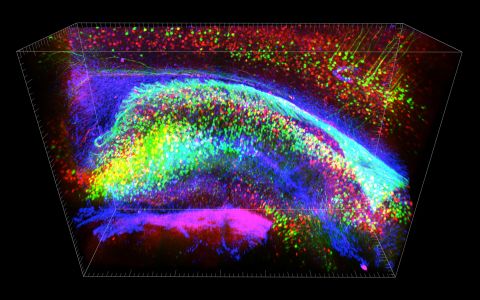 The researchers are focusing on the hippocampus -- the place in the brain where short-term memories are made into long-term memories. In a separate study, Stanford University researchers recently created an 3-D animation (pictured) that renders the hippocampus region of a mouse brain transparent. 