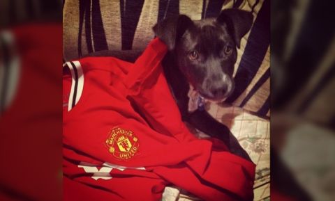 In Oatley, Australia, @frankiegram1 showed off a sad look while wearing a Manchester United top (with help from his owner, Matt).