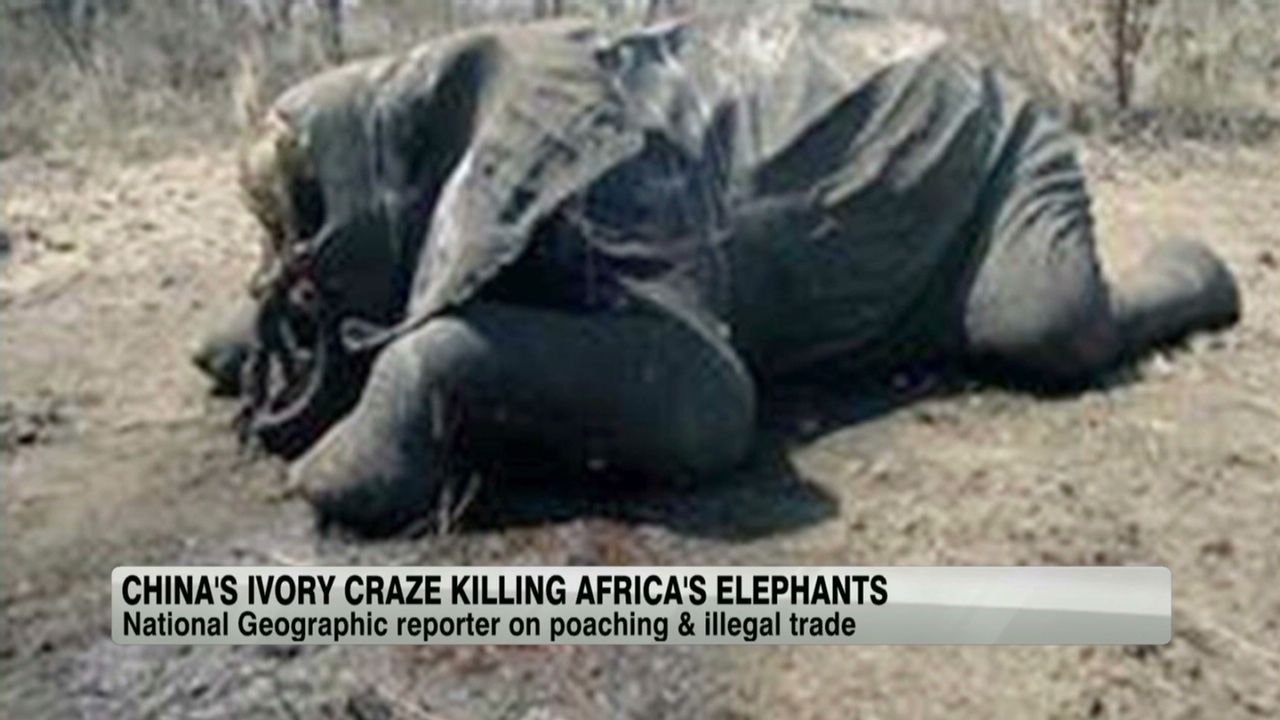 exp china.ivory.african.elephtants.amanpour_00014202.jpg