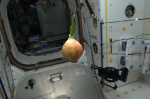 This floating <a href="https://twitter.com/Cmdr_Hadfield/status/329882960033624065" target="_blank" target="_blank">space onion</a> was photographed on May 2. Hadley wrote that it "came up on the Progress resupply spaceship. We sliced it up and had it with everything -- nice flavor!"