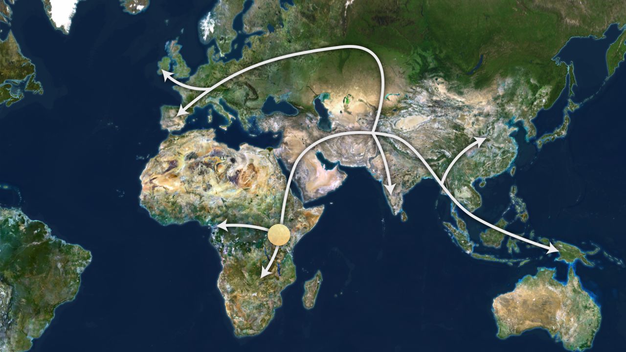 An estimation of how the world's population migrated out of Africa around 100,000 years ago.