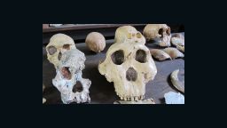 South Africa Human Origins skulls