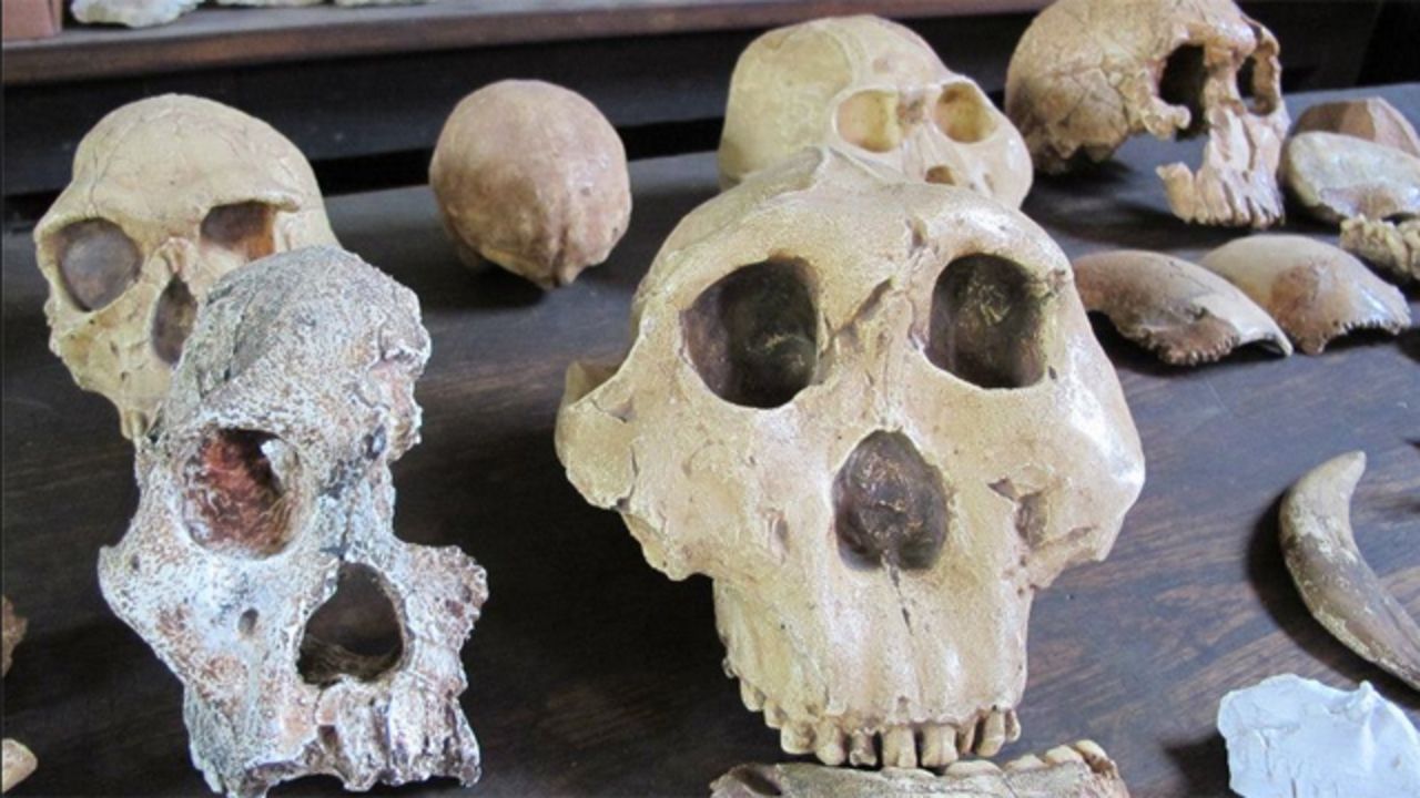 The skulls of ancient walking hominids found in South Africa.