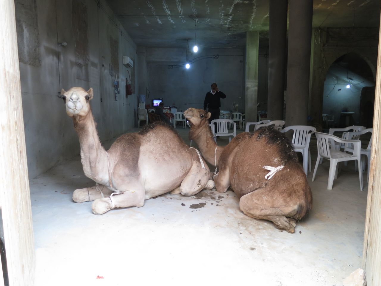 Camels hang out in Old Town, Tripoli.