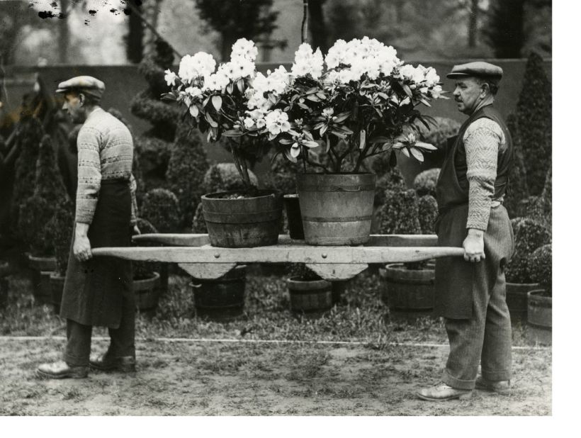 And an earlier age...gardeners carrying pots of flowers during the 1931 Chelsea Flower Show