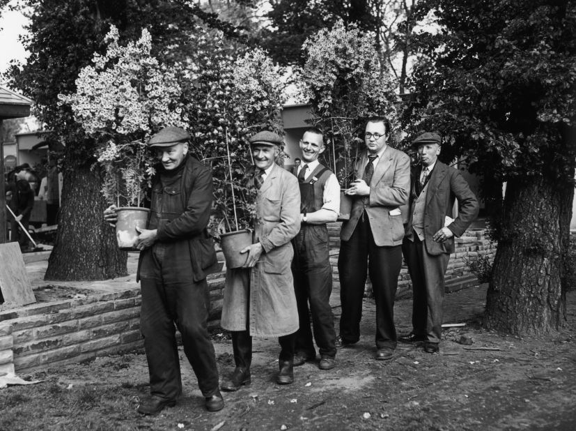 Smaller scale gardeners preparing for the 1955 show