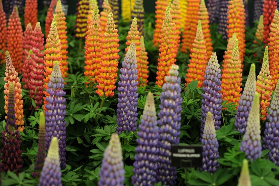 Lupins on display in 2011 show, a reminder that, despite the celebrities and grand designs, flowers are at the heart of the show