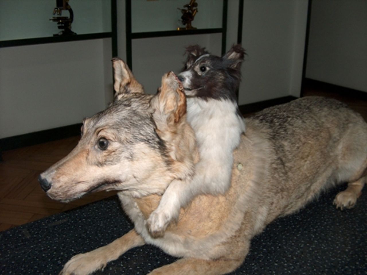 La principal atracción del Museo de Historia Médica de Paul Stradin es un perro disecado de dos cabezas.
