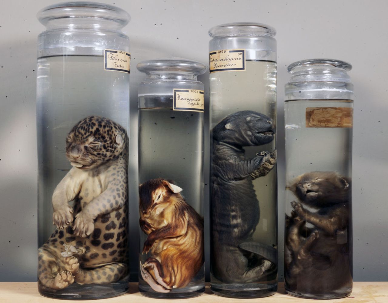 La colección del Museo Vrolik incluye fetos de animales recién nacidos en contenedores con formol.