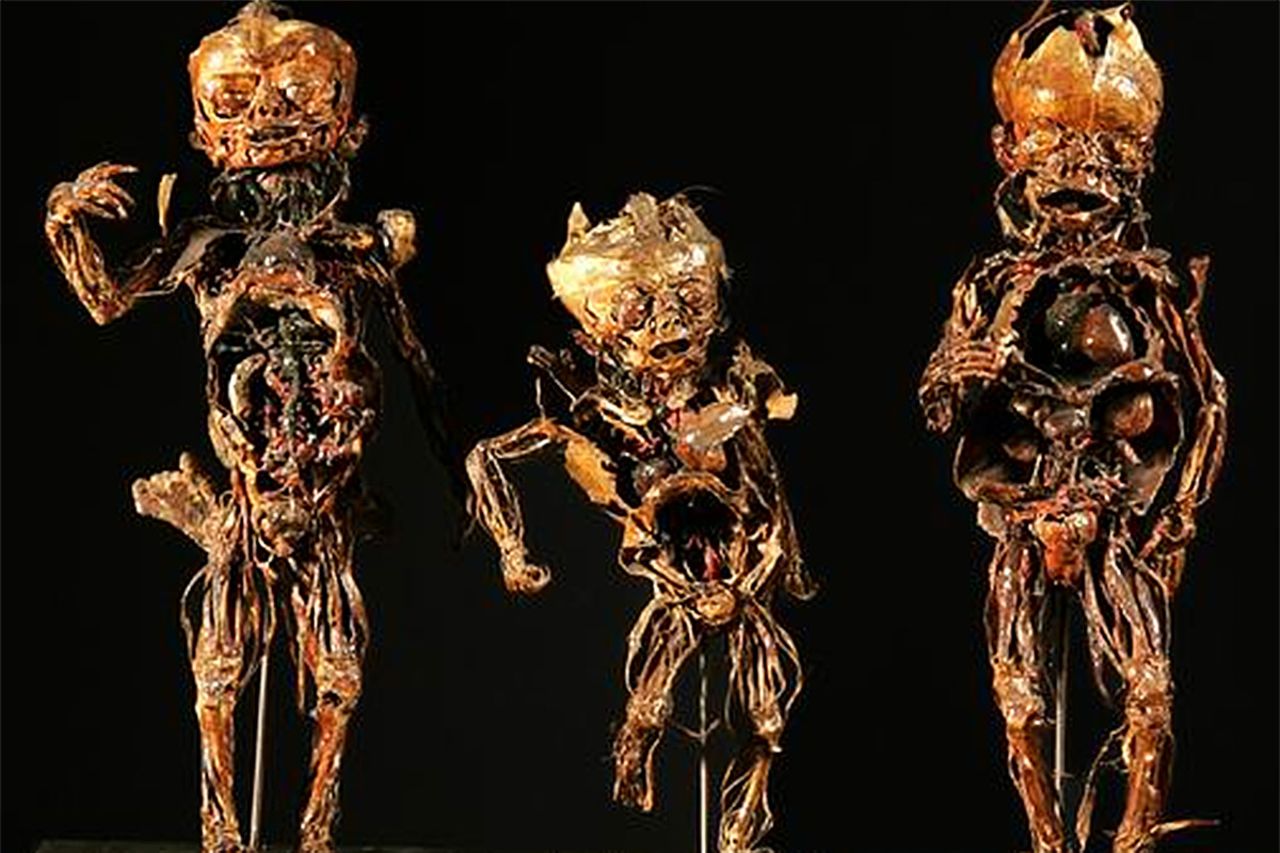Caballos, monos e incluso fetos humanos están en exhibición en esta colección de anatomía que se inició originalmente para estudiantes de veterinaria en el siglo 18.