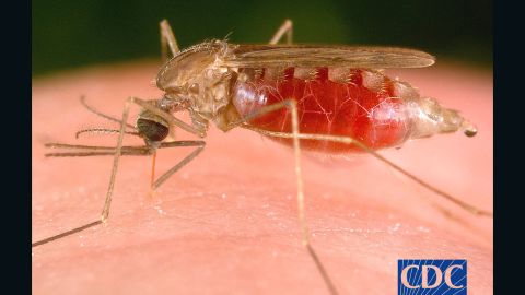 An Anopheles Freeborni mosquito.