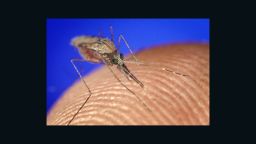 This type of mosquito A. gambiae can transmit malaria