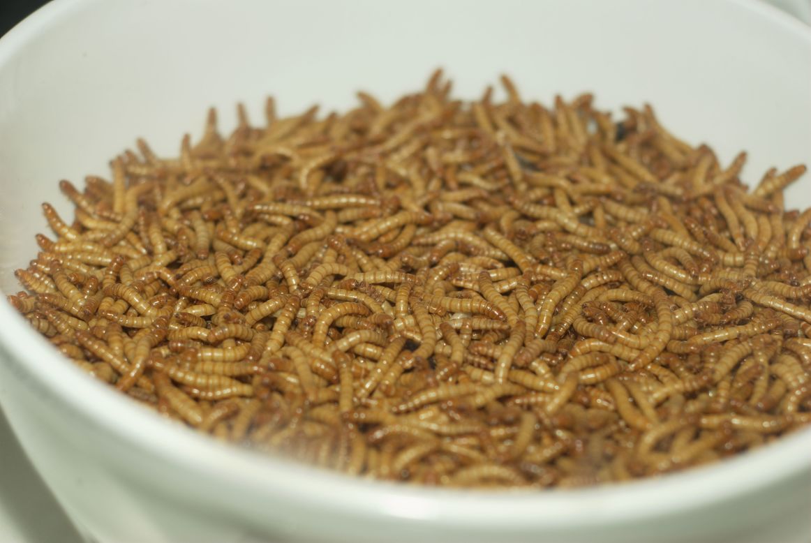 En 2012, el platillo de gusanos de harina tuvo un gran éxito en el restaurante Specktakel de los Países Bajos.