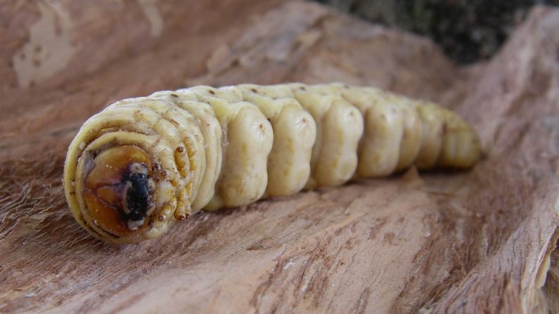 The classic Aussie bush tucker cliche -- this Australian caterpillar is a well-known staple of the indigineous Australian diet. It's highly filling -- just look at the size of that thing -- and can be eaten raw or seared/barbecued. "You will find the taste is quite pleasant, having a fried egg flavor with a hint of nuts and the skin resembles that of fried chicken," one Australian chef told us. 