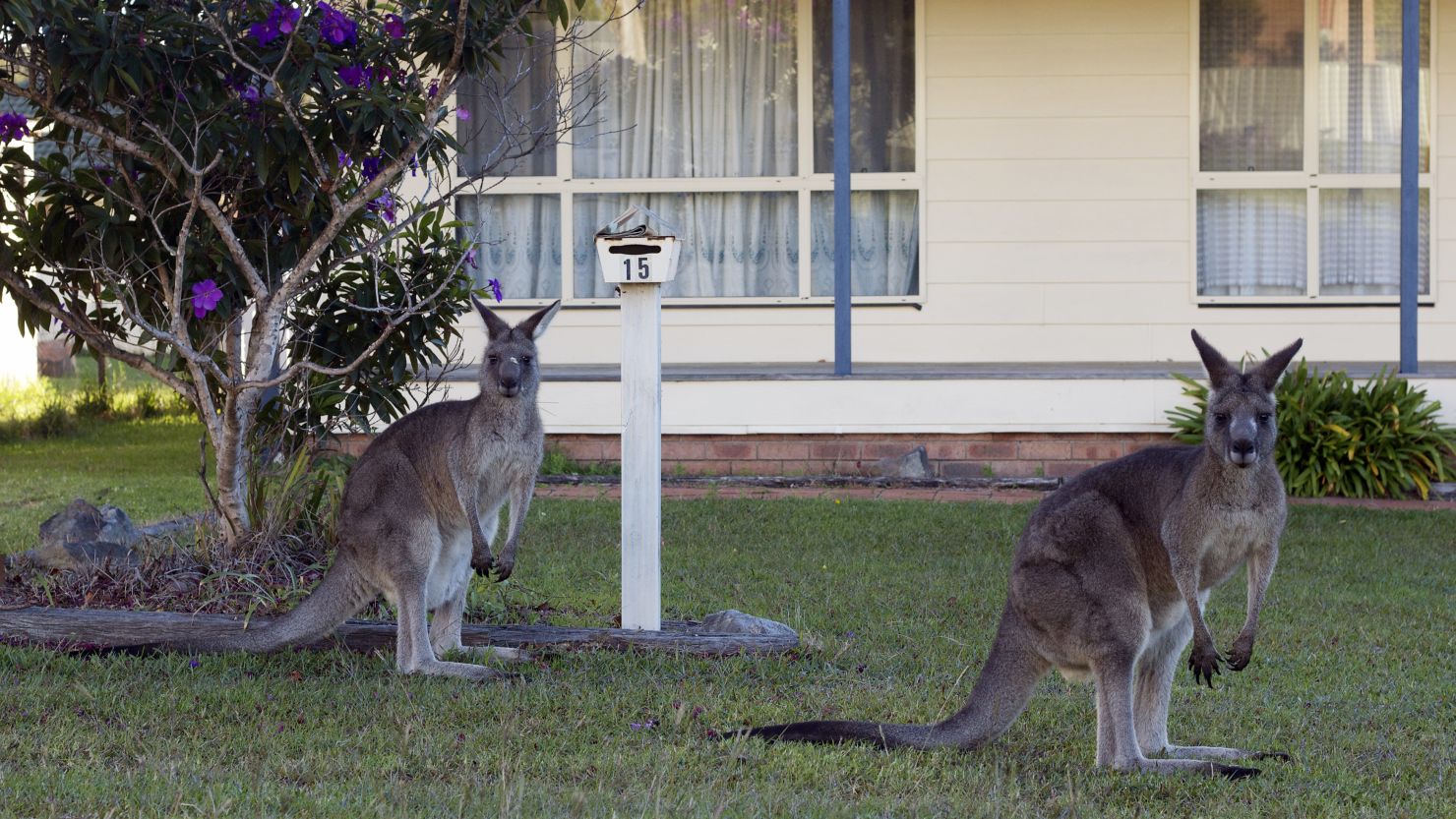 Eastern Grey Kangaroos are a common sight in the suburbs of Canberra, Australia's capital.