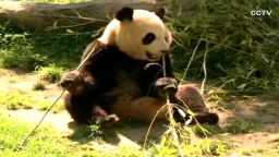 vo china baby pandas_00000515.jpg