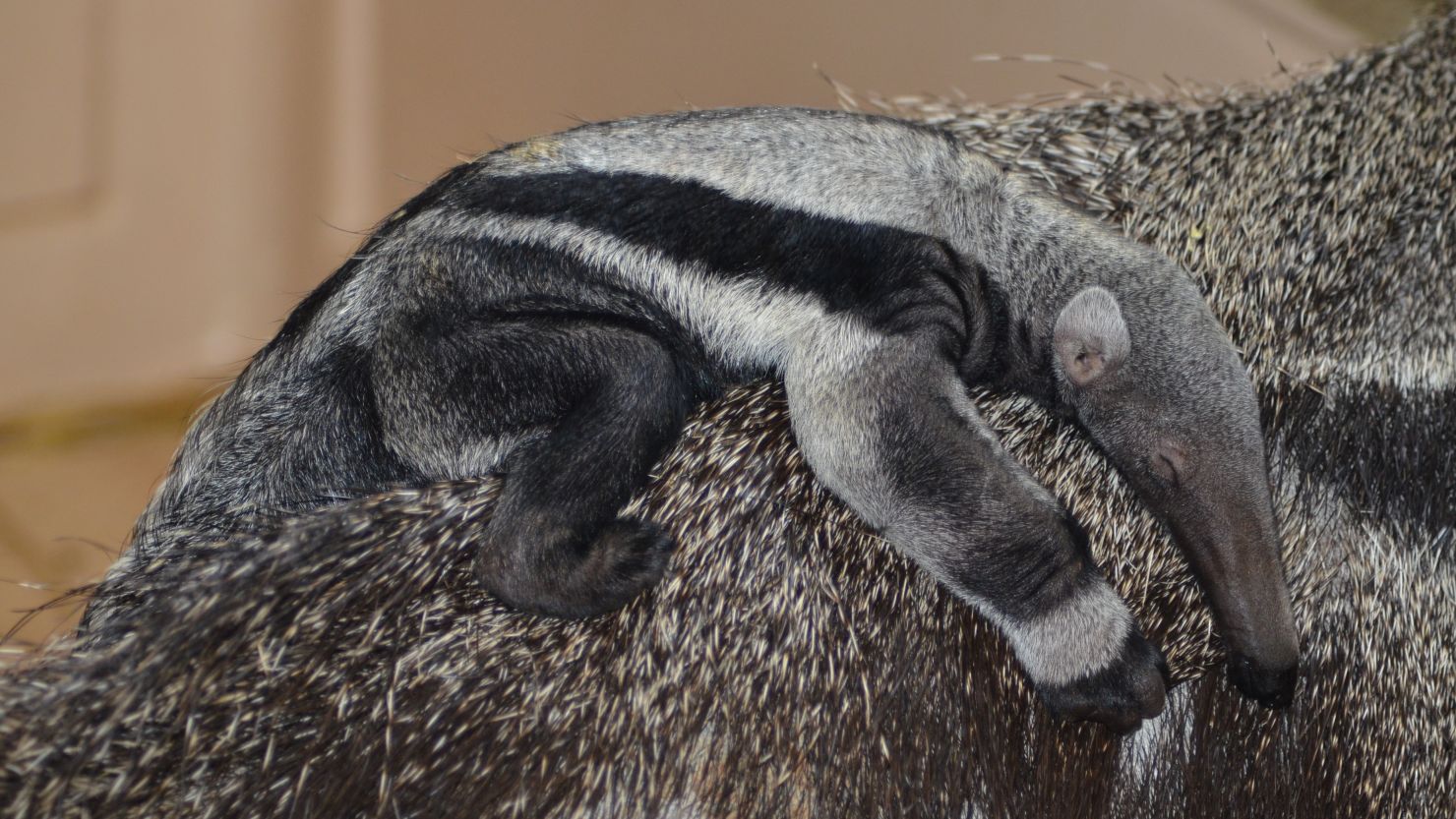 The birth of a baby anteater has zoo staff puzzled, since the adult male and female have been separated for eight months.