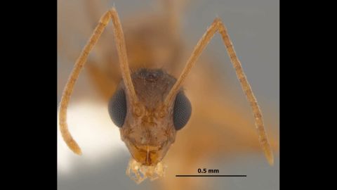 Researchers at the University of Texas are warning that the invasive species from South America, "tawny crazy ants."  has the potential to change the ecological balance in the southeastern United States.  Photos courtesy Joe A. MacGown/Mississippi Entomological Museum.