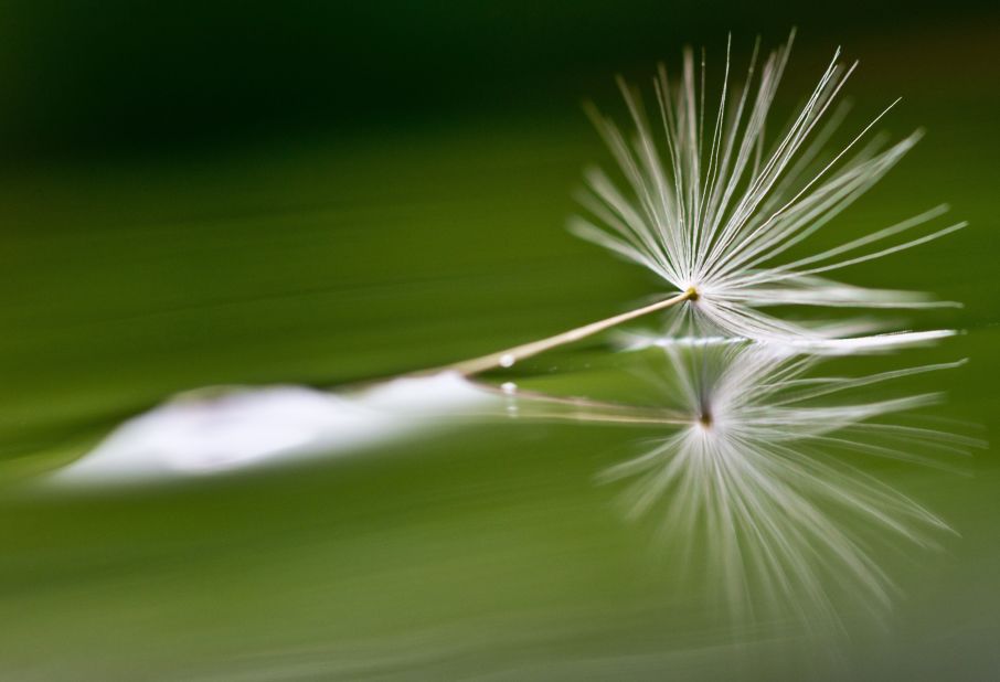 A dandelion seed reflects in a rain-covered path in Sieversdorf, Germany, on May 18.