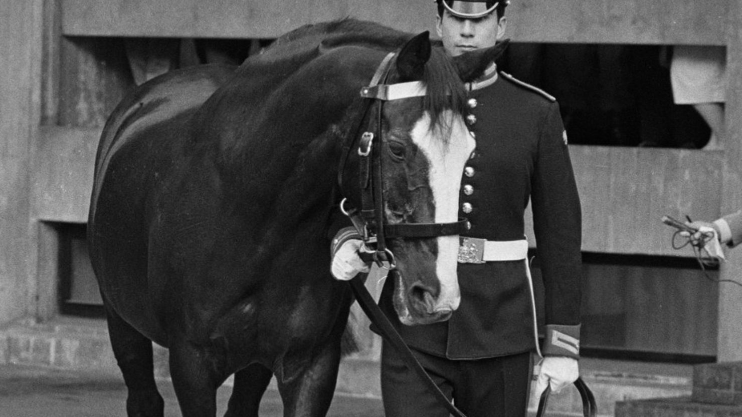 Sefton was one of the horses injured in Hyde Park on July 20, 1982, when an IRA car bomb killed five soldiers.