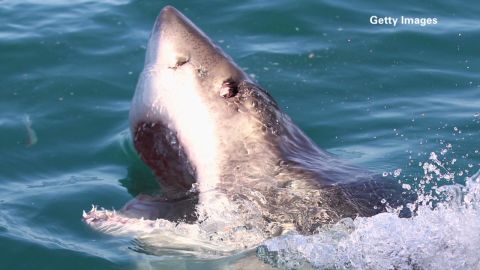 Seal gives shark the slip in great white photo | CNN