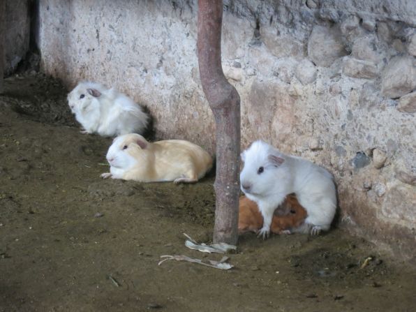 Guinea pig, or "cuy" is a popular dish in Peru, often served roasted or in stews.