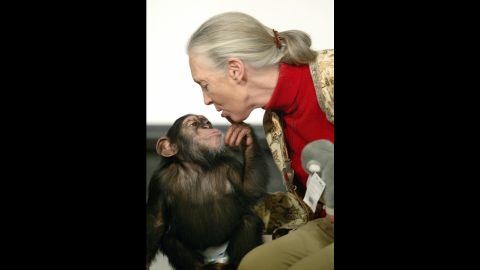 British primatologist Jane Goodall, the world's famous authority on chimpanzees, is kissed by Pola, a young chimpanzee, in Budapest Zoo in December 2004. 