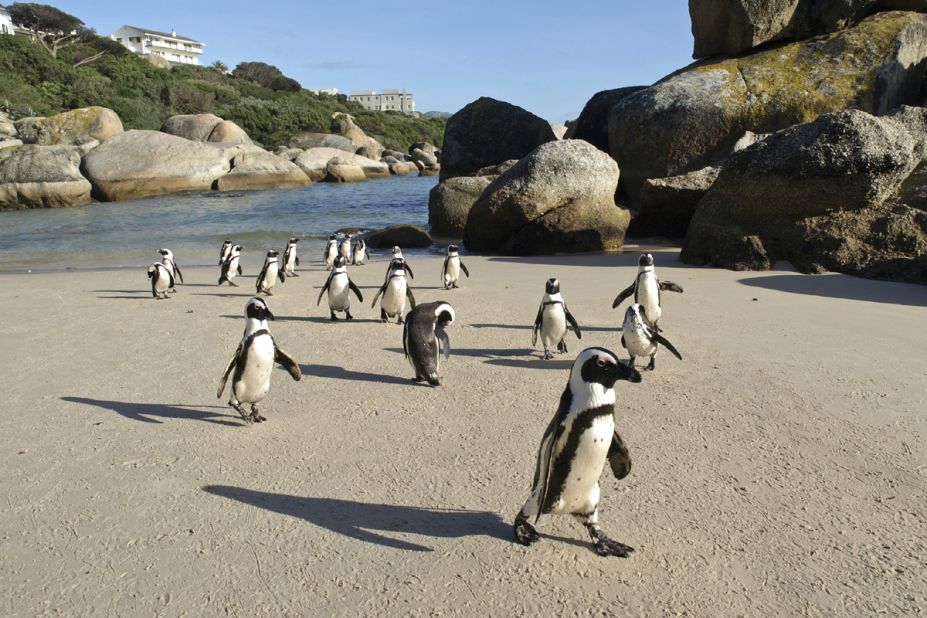 22. Boulders Beach, Cape Town